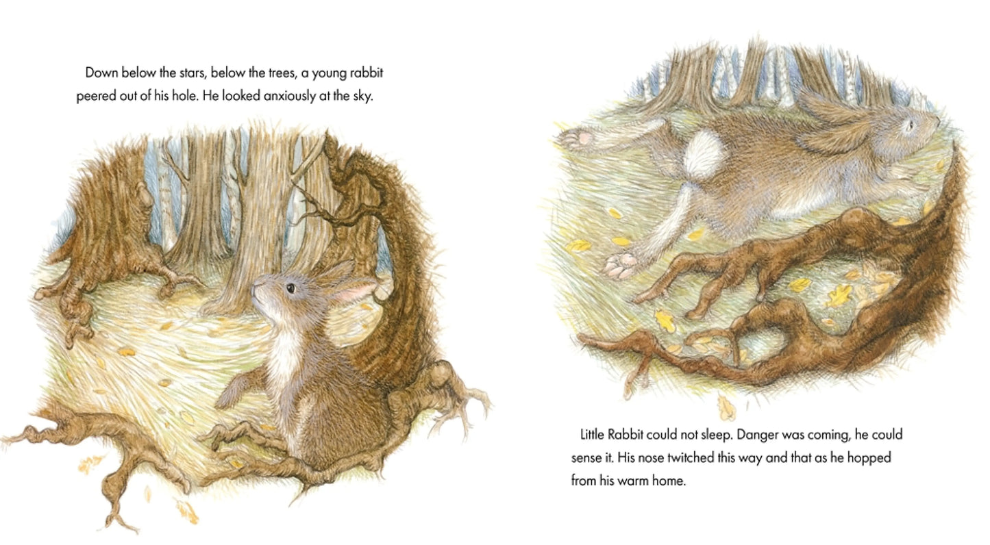Little Christmas Tree (Hardback)